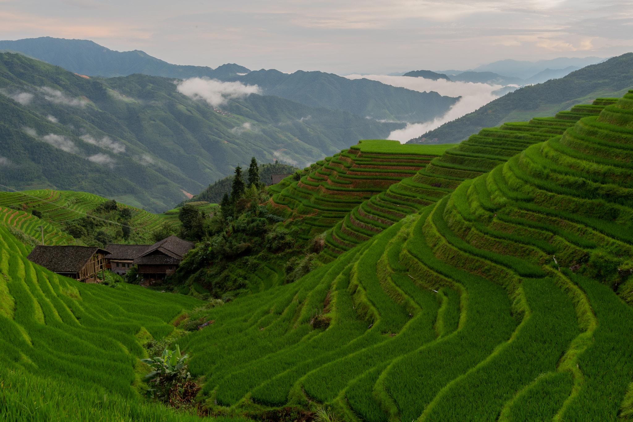 Longji terraces are breathtaking, very much worth the trip.
